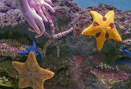 sea life assorted-color star fish on rocks starfish